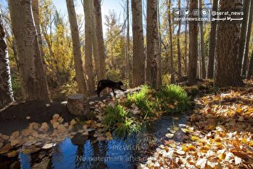 تصاویر| پاییز، فصل هزار رنگِ دلدادگی
