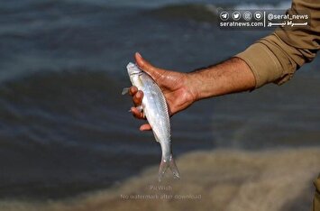 تصاویر| صید ماهی در استان گیلان