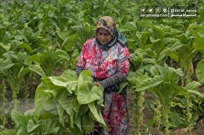 تصاویر| برداشت توتون در گلستان