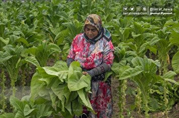 تصاویر| برداشت توتون در گلستان