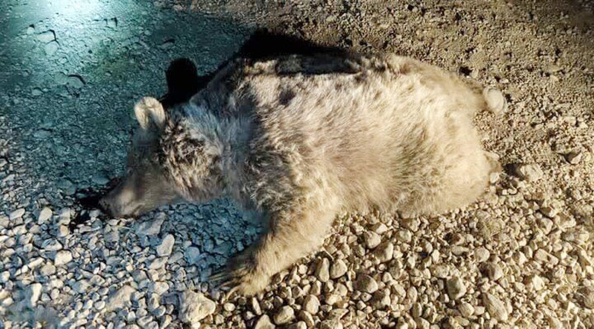 تلف شدن یک قلاده توله خرس قهوه‌ای براثر برخورد با قطار