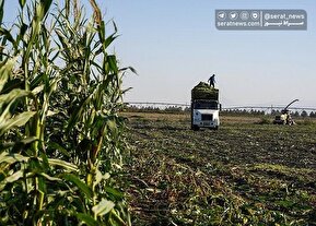 تصاویر| برداشت ذرت علوفه ای دام