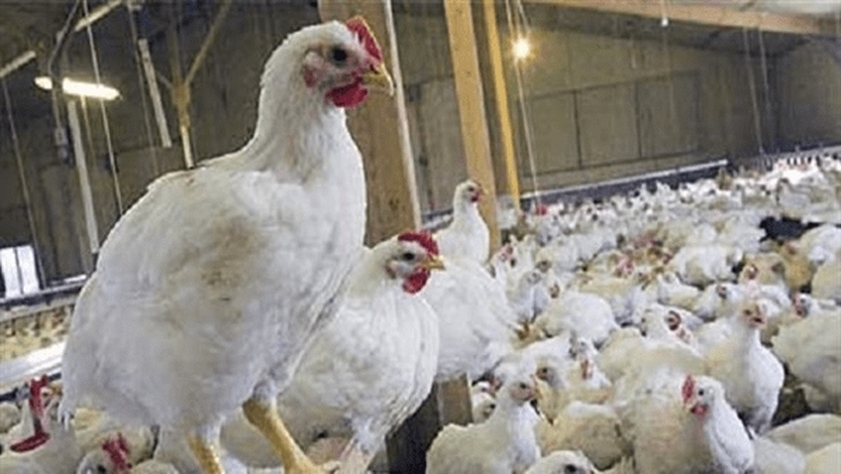 عاقبت مرغ‌های تریاکی چه شد