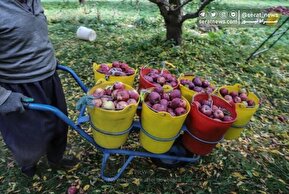 تصاویر| برداشت سیب از باغات مراغه