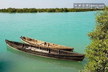 تصاویر| جنگل حرا سهیلی؛ شگفتی سبز قشم