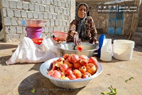 تصاویر| برداشت «اَنارِ مشایخ»