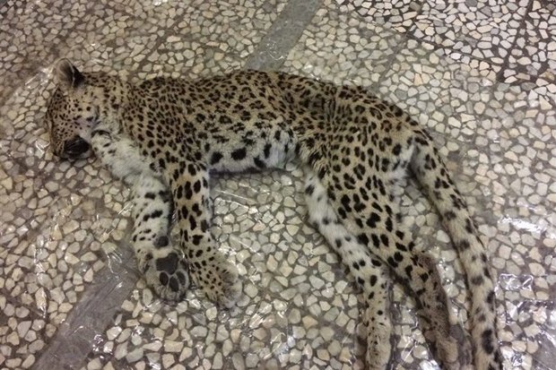 لاشه پلنگ ایرانی در بوشهر کشف شد