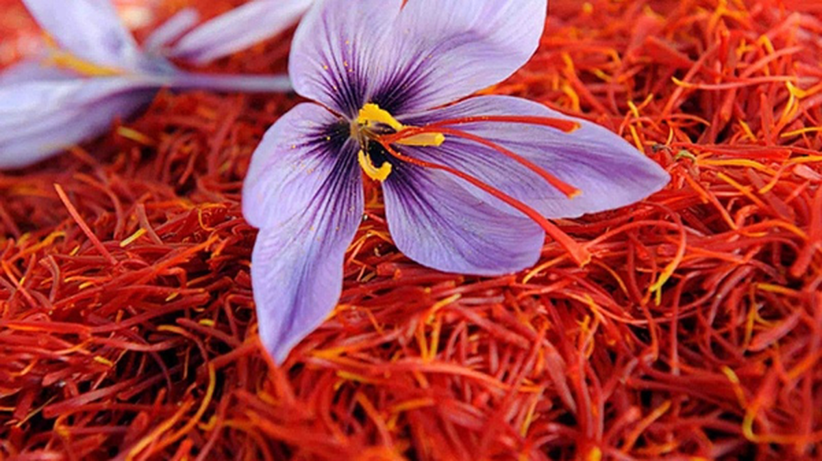 فله فروشی گرانترین گل جهان در ایران