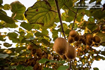 تصاویر| برداشت کیوی روی شانه زنان شمال