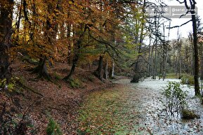 تصاویر| جنگل های پاییزی مازندران