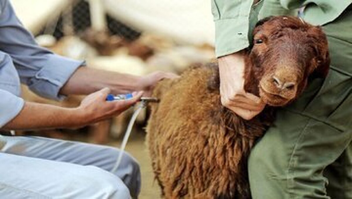 تب برفکی قابلیت انتقال به انسان را هم دارد؟