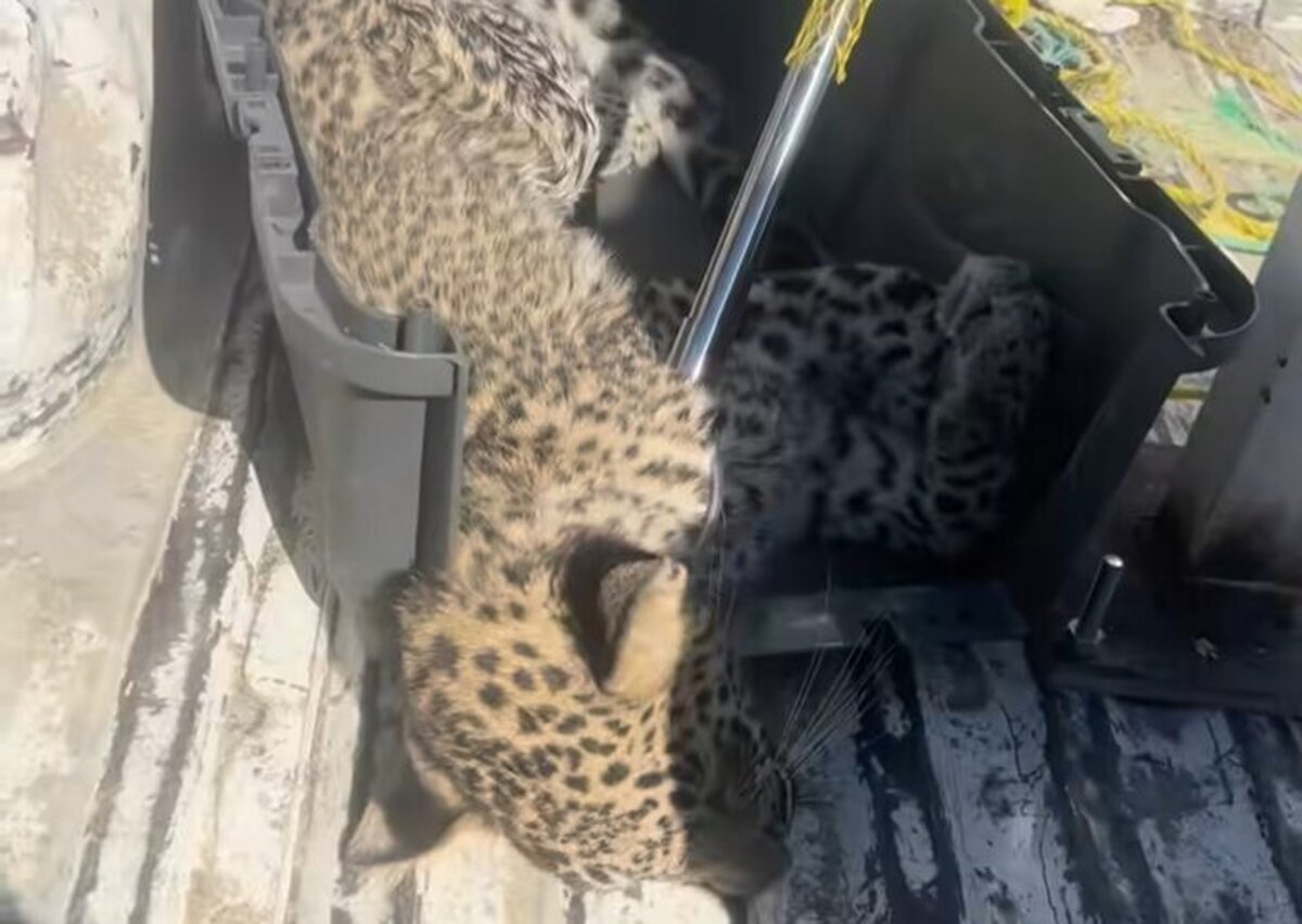 نجات پلنگ بیمار در بشاگرد