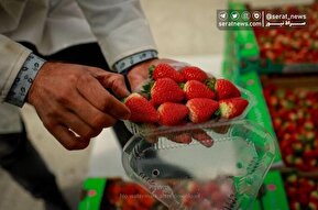 تصاویر| تولید برای محرومیت زدایی؛ گلخانه توت‌فرنگی چناران