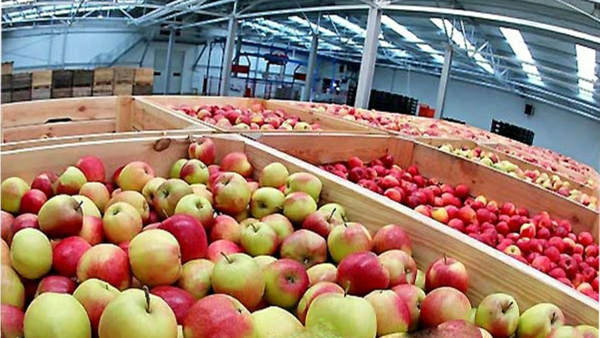 وزارت جهاد: خرمای ماه رمضان و میوه شب عید خریداری شد