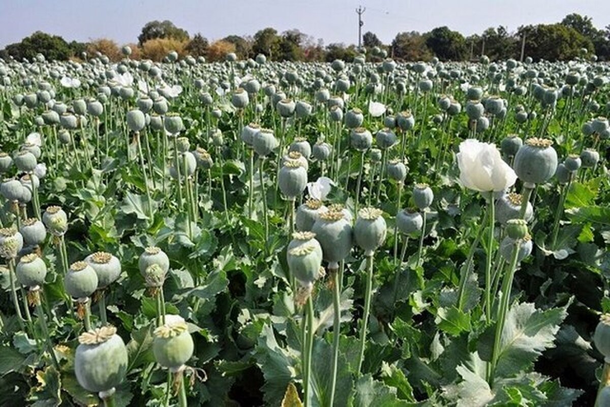 کشت خشخاش در کشور ممنوع است