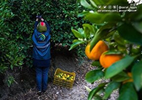 تصاویر| برداشت نارنگی از باغات هاشم‌آباد گرگان