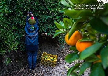 تصاویر| برداشت نارنگی از باغات هاشم‌آباد گرگان