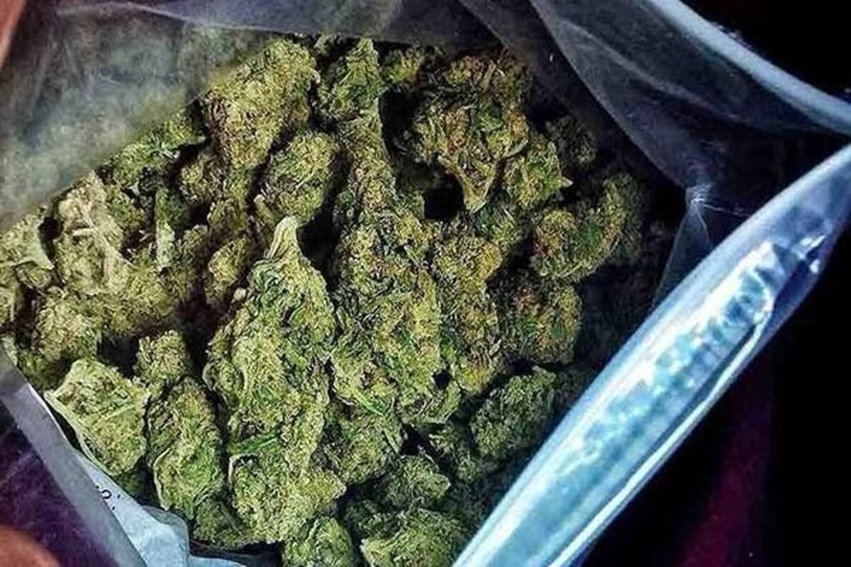 دستگیری موادفروش سابقه‌دار با ۱۲۳ کیلوگرم «گل» در فرحزاد