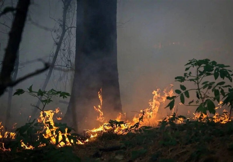 جنگل‌ها زیر فشار کم‌آبی و سوء‌مدیریت| عامل 90 درصد آتش‌سوزی‌ها انسانی است