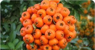 اگر قلب تان را دوست دارید این میوه ریز نقش را زیاد بخورید