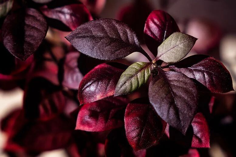 گیاه سواحل برزیل درد مفاصل را تسکین می‌دهد