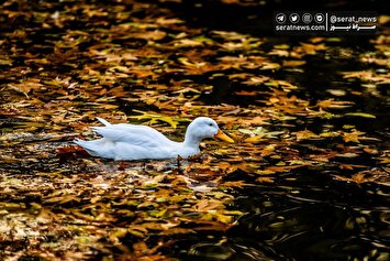 تصاویر| آخرین روزهای پاییز تهران