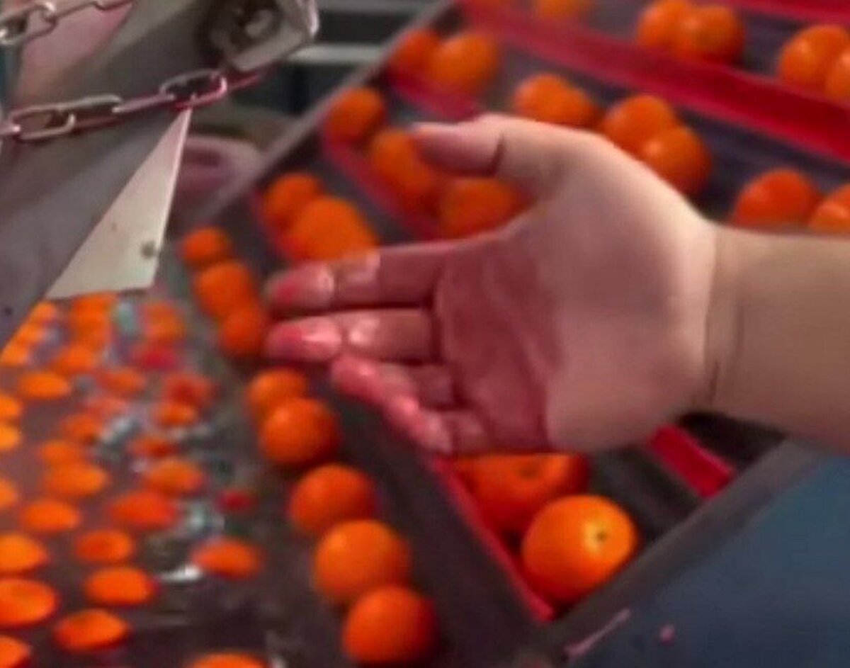 پرتغال‌های رنگ شده چقدر خطرناکند؟