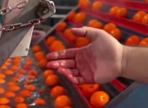فیلم| روایت تکان‌دهنده یک تولیدکننده از رنگ کردن پرتقال‌ها در بازار ایران