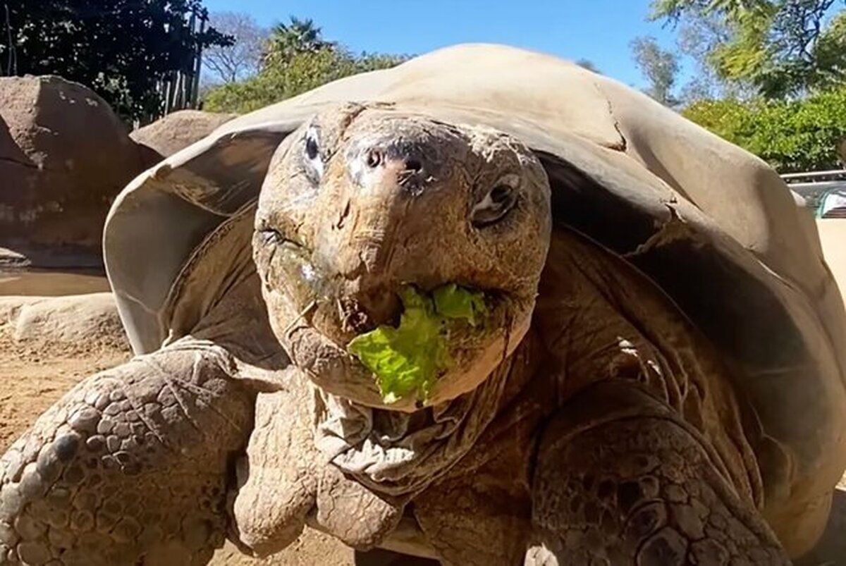 لاک‌پشت افسانه‌ای گالاپاگوس درگذشت