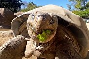 لاک‌پشت افسانه‌ای گالاپاگوس درگذشت