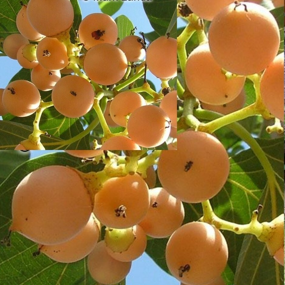 بجای دیفن هیدرامین این میوه را بخورید