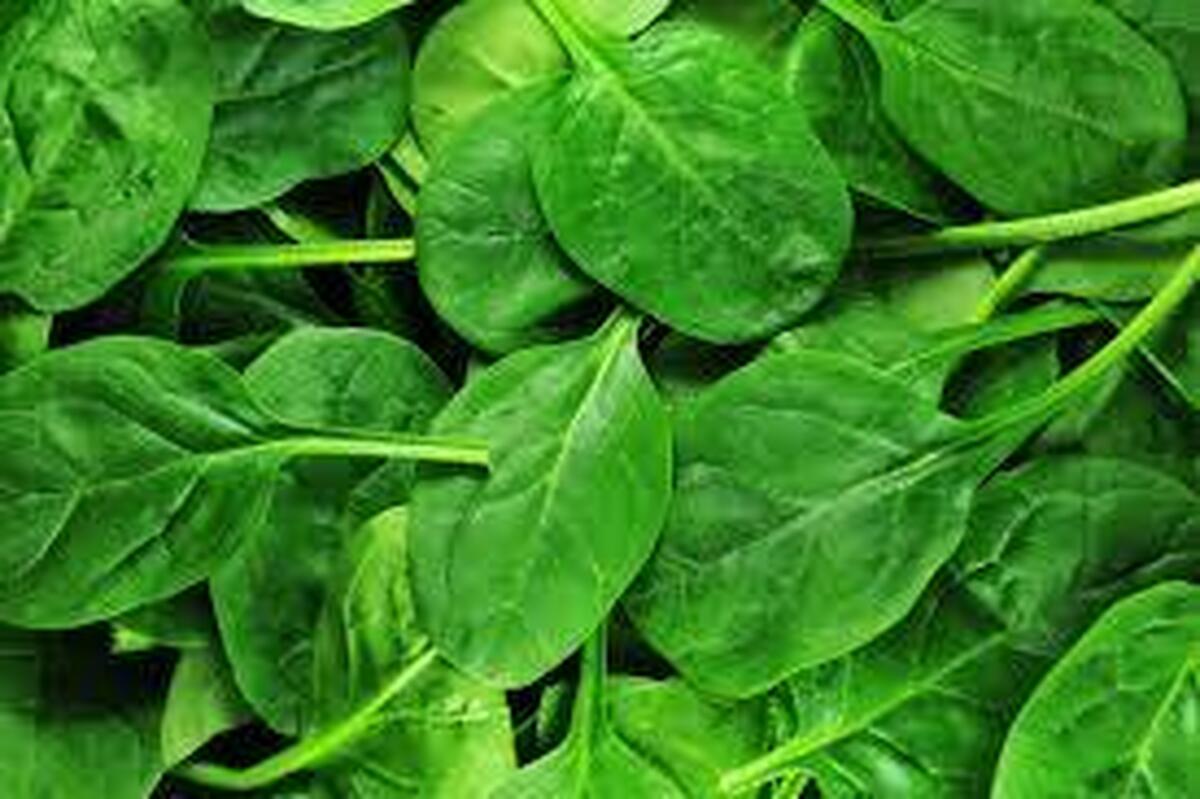 به این دلیل مهم از امروز اسفناج بخورید