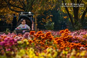 تصاویر| جشنواره گل‌های داوودی