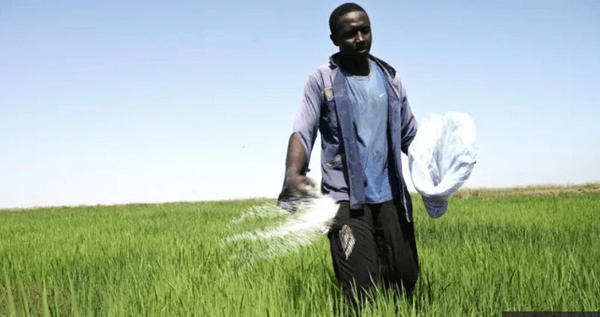 سه هفته تا فروپاشی امنیت غذایی جهان باقی است