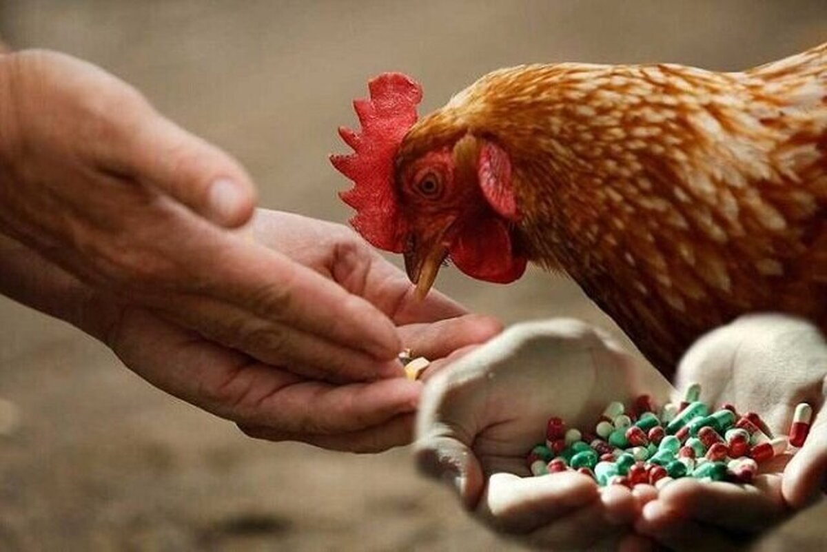 دلیل افزایش قیمت گوشت مرغ اعلام شد