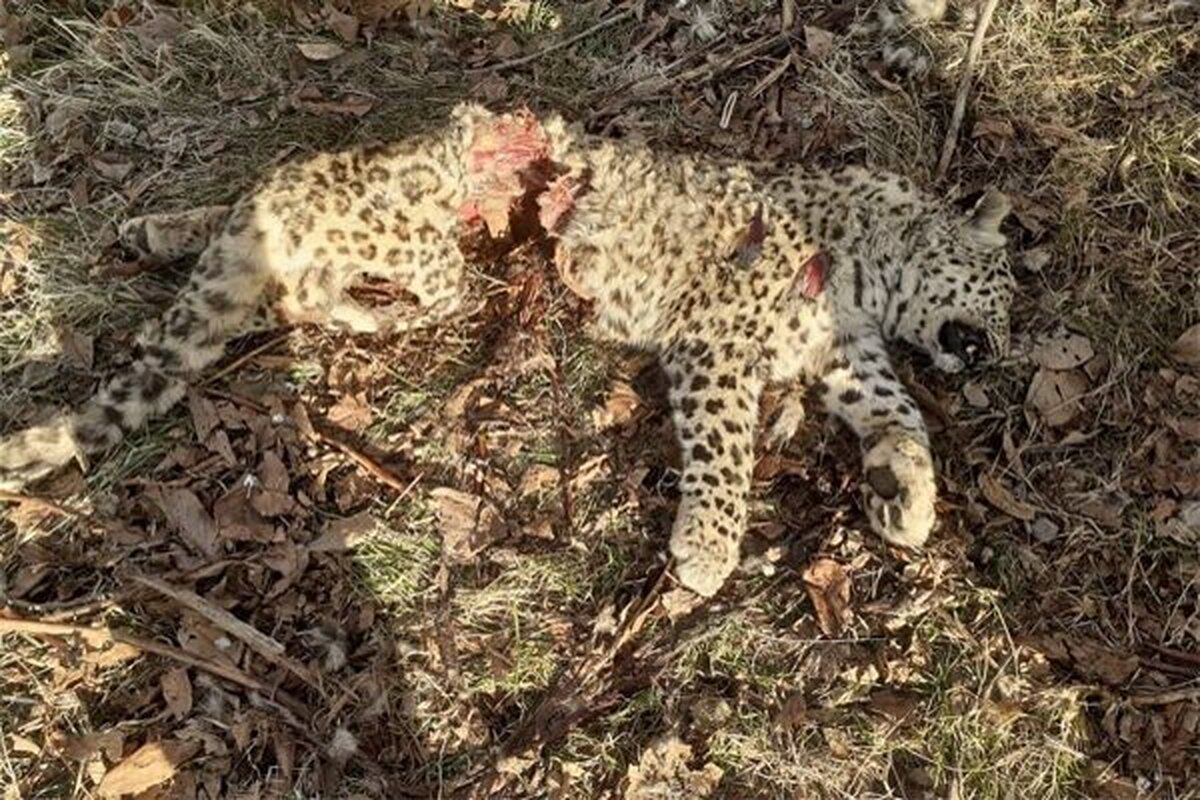 مشاهده سومین پلنگ در طبیعت لرستان