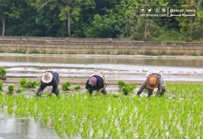 تصاویر| آغاز فصل کشت نشا برنج - بابل