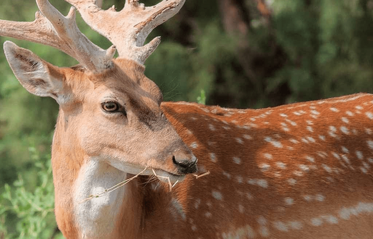 تولد نخستین گوساله گوزن زرد ایرانی سال ۱۴۰۱ در دشت ناز