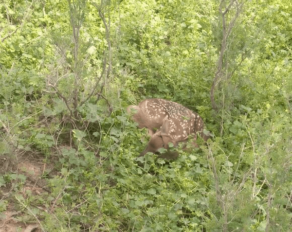 تولد اولین گوساله گوزن زرد ایرانی پارک ملی کرخه در سال جدید