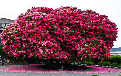  درخت 125 ساله  Rhododendron  در کانادا