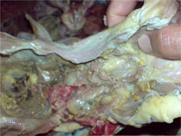 تصویر شماره 6 اسکلت هائی که بر اثر مانندگی دچار فساد شده است