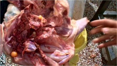 تصویر شماره 3 امعاء و احشاء موجود درمرغ های هلندی که قبل از بادر شدن از بادر خارج شد.
