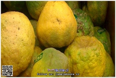 Ugli اوگلی
زادگاه آن جامائیکاست و طعم آن شبیه گریپ فروت است.