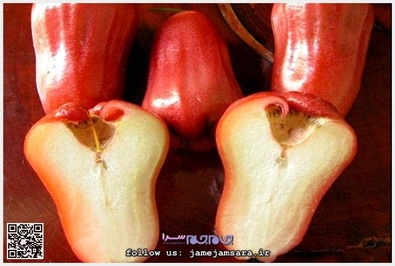 Rose Apple سیب گلی
زادگاه آن جنوب آسیاست و از جمله میوههای بسیار عجیب است که هم به شکل سیب است و هم بو و عطر گل را دارد. بسیار خوشمزه است و مقدار بسیار کمی از آن به خارج صادر میشود، چون به سرعت فاسد میشود.