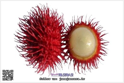 Rambutan رامبوتان:
این میوه در جنوب شرقی آسیا میروید. درخت رامبوتان همیشه دارای میوه است. طعم این میوه شیرین است و میتوان طعم آن را به انگور تشبیه کرد.