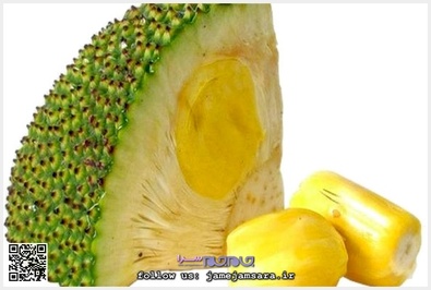 Jackfruit جاک فروت یا جاکویرا
این میوه در جنوب و غرب هند و سریلانکا و فیلیپین و بنگلادش میروید. میوه جاک فروت شبیه آناناس، اما از آن شیرینتر است. از چوب این درخت به خاطر استحکام بسیار آن در ساخت اثاث منزل استفاده میشود.