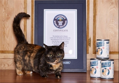  گربه‌ای که دارای کوتاه‌ترین پاها است.