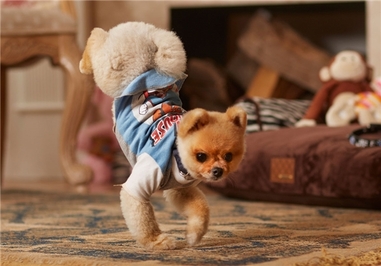  سگی که سریع‌ترین راه رفتن با دو دست را دارد