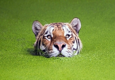 شنای ببر در دریاچه جلبک سبز کپنهاگ، دانمارک (12 جولای 2014