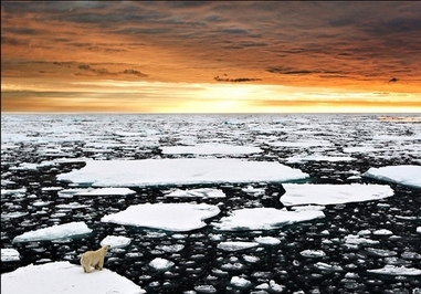 خرس قطبی بر روی یخهای شناور اطراف مجمع الجزایر اسوالبارد، نروژ (16 فوریه 2014)